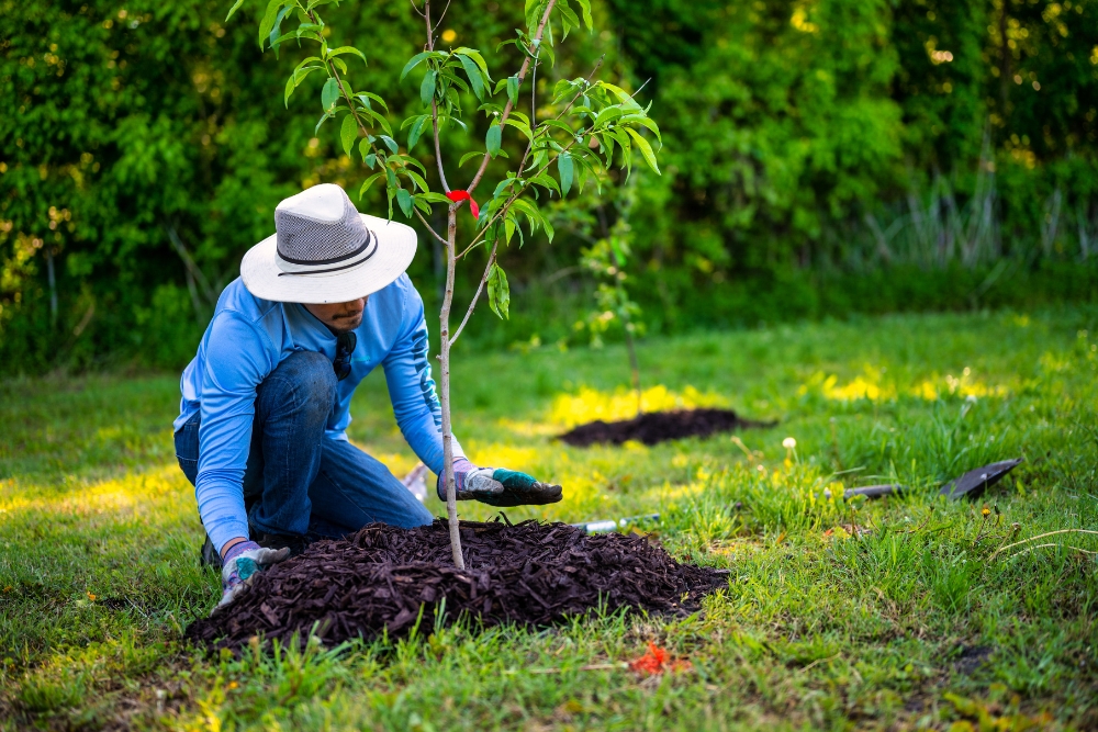 A guy applying much to a tree