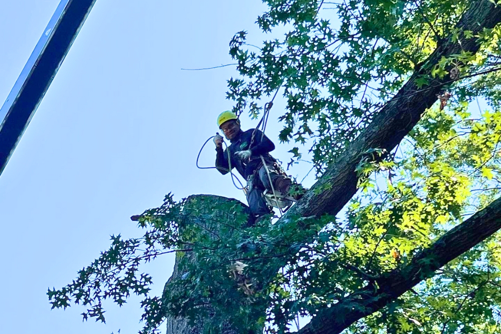 A certified arborist of absolute tree service posing for the camera after removing a tree