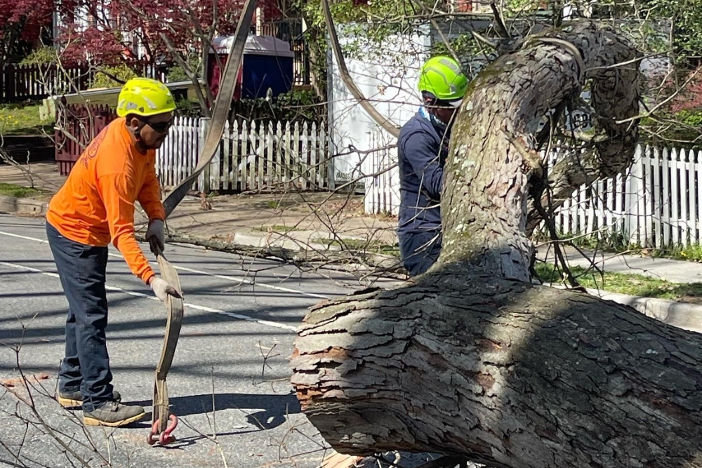 Absolute tree service crew, unloading a log with safety and cleaning up debris after a tree removal