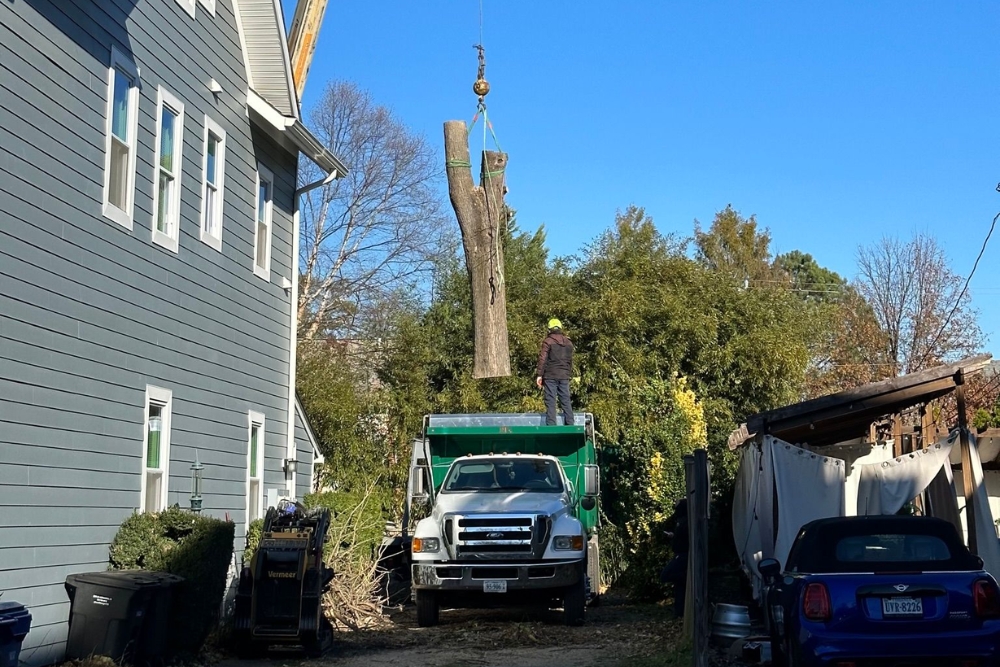 A log being loaded to a truck after a tree removal