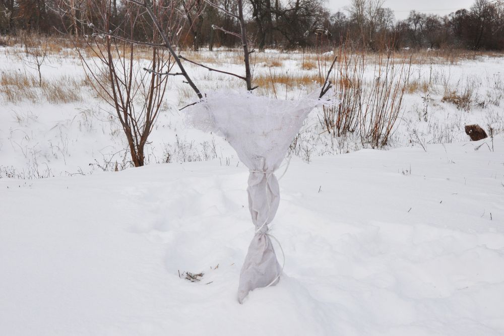 A young tree wrapped for protection during winter.