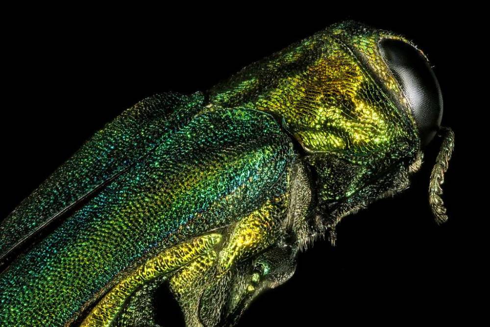 The front half of a metallic green, emerald ash borer in front of a black background.