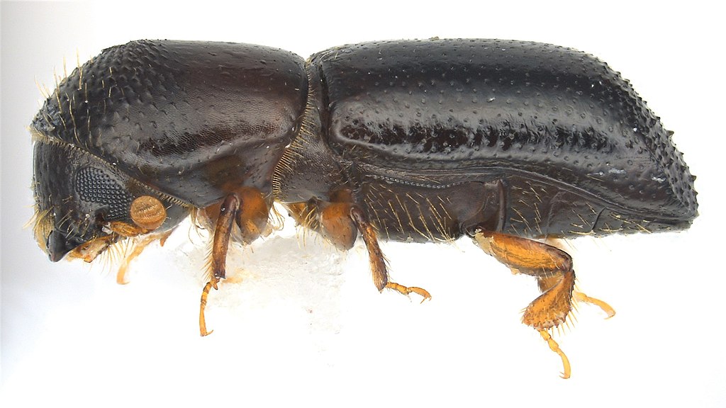 An elongated, segmented, shiny brown beetle with compound eyes and amber-colored legs stands in front of a white background.