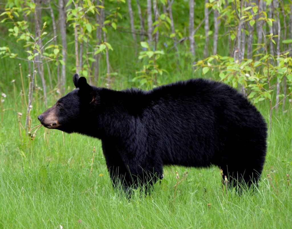 A black bear with a plant sprig in its mouth stands still and alert on a green, grassy field before a stand of thin trees.