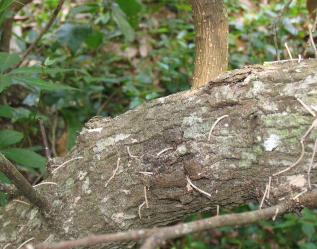 Thin beige sawdust tubes stick out of the trunk of a laurel in the forest.