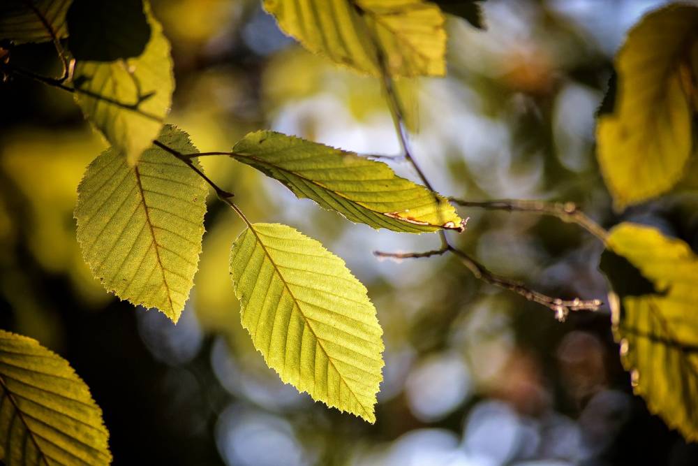 Golden, oval shaped beech leaves with dark veins hang from their stems, highlighted by sunlight.
