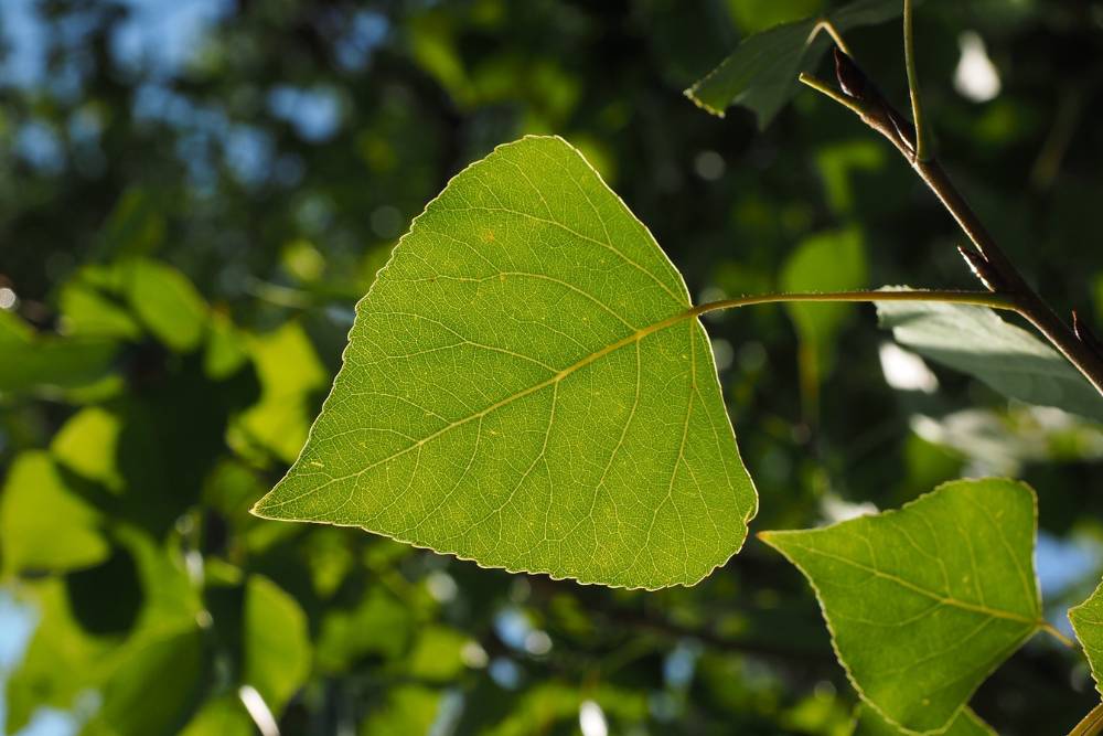 A triangular, green poplar leaf glow golden-green in the sun.