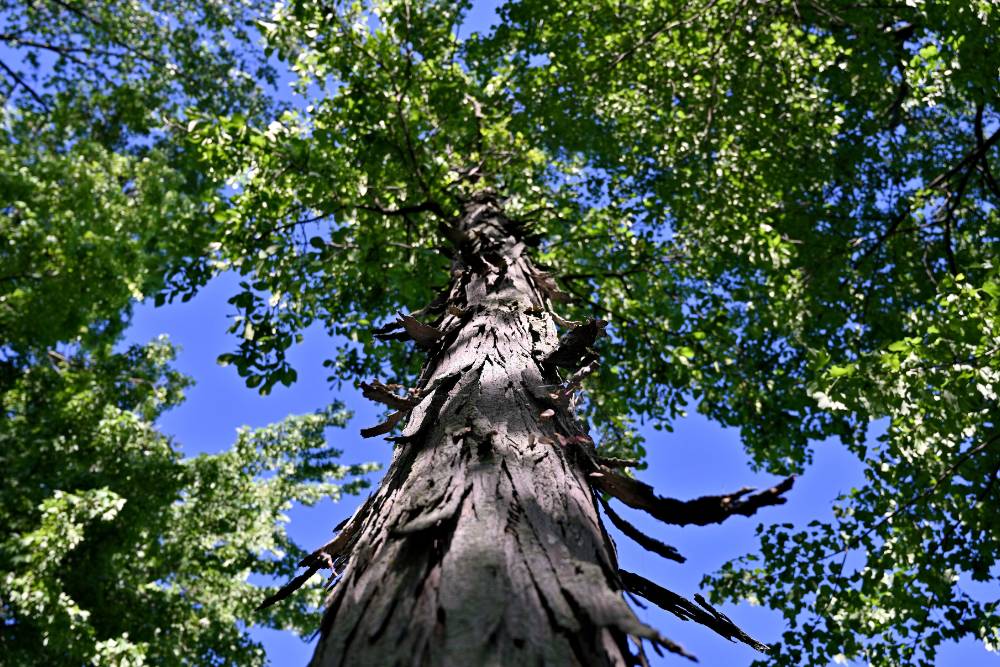 A tall shagbark hickory showing its eponymous shaggy, brown, vertical bark strips.