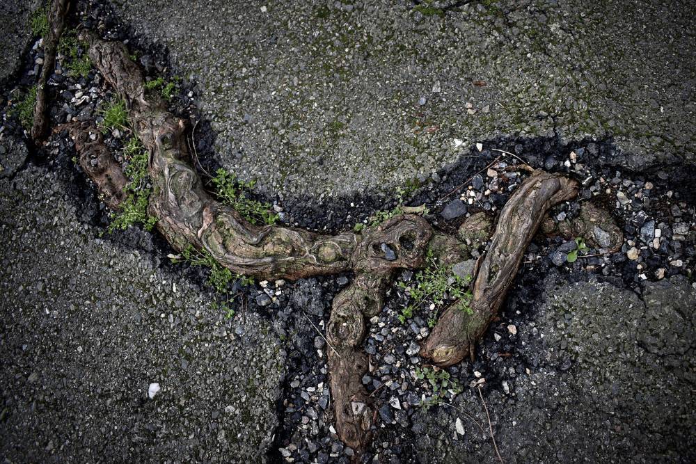 Snaking, brown tree roots grow out of damaged blacktop.