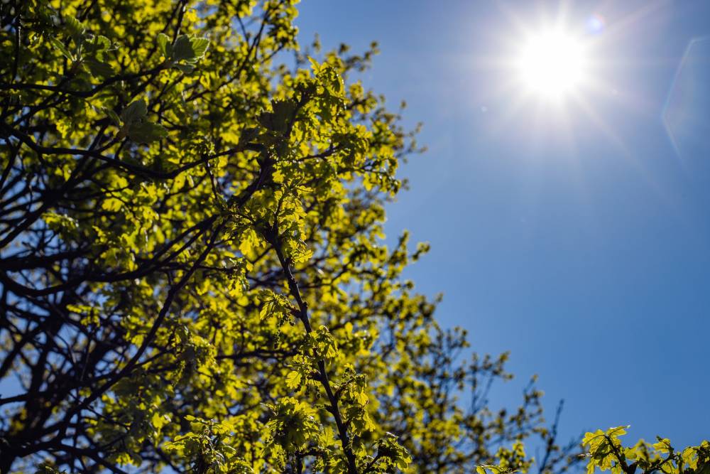 The sun shines through a green tree canopy, haloing the foliage in gold.