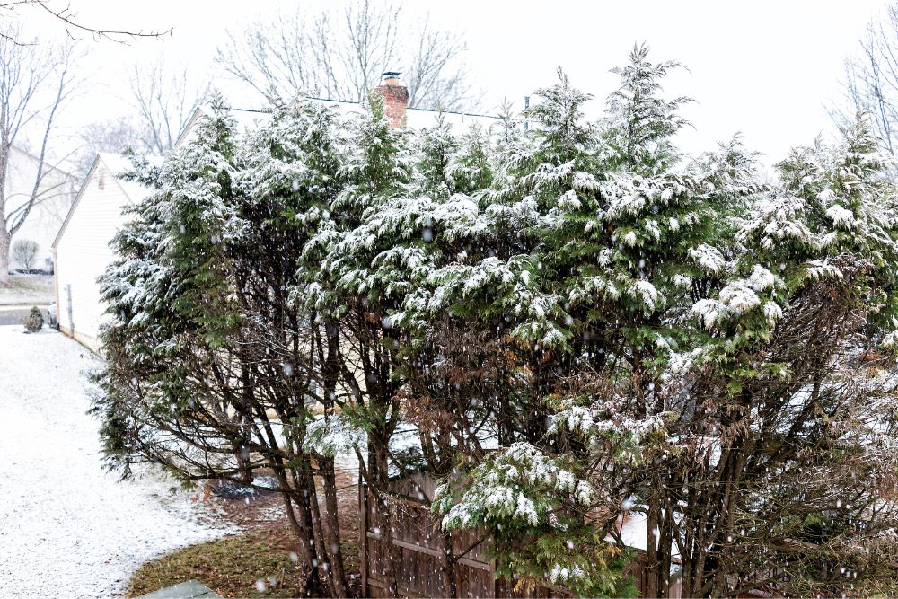 This snow-covered tree is ready for an arborist assessment. 