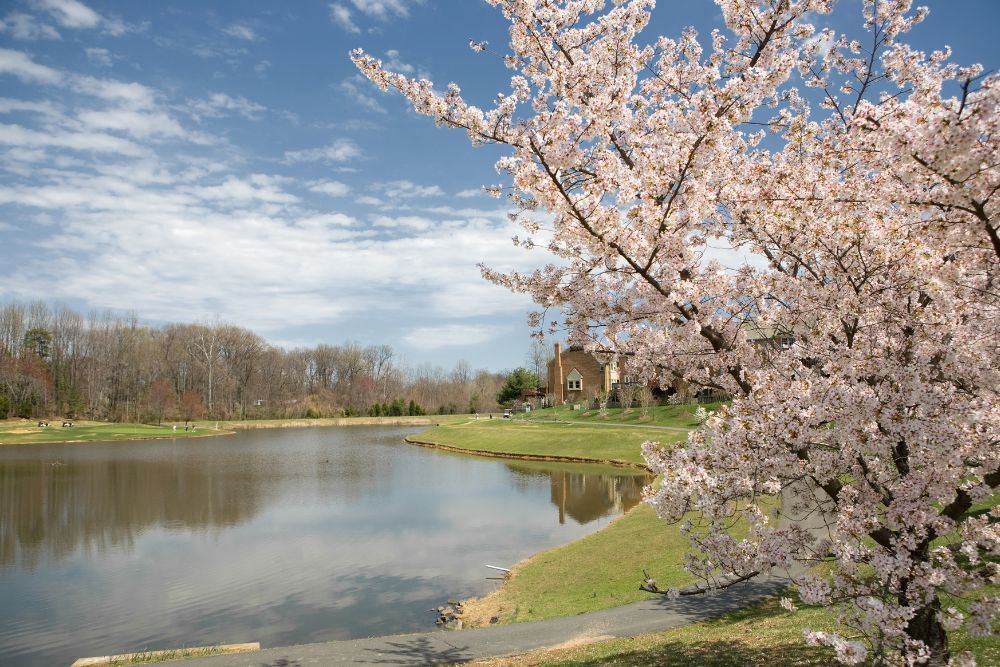 A tree at its full bloom. 