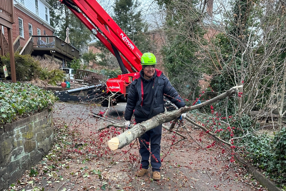A member of the team at Absolute Tree carrying debris after a storm in Arlington, VA.