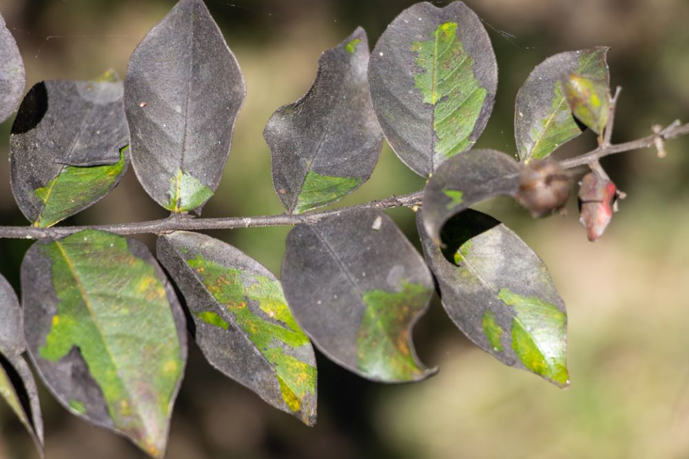 Black sooty mold covering a tree branch, resulting from honeydew produced by scale insect infestation.