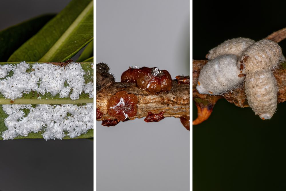 Close-up view of scale insects infesting a tree branch, showing their distinctive small, bumpy appearance.