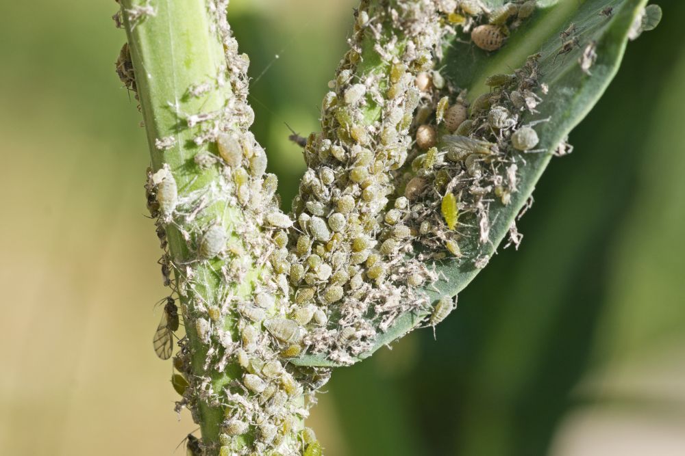 Sticky honeydew coating a tree branch, a telltale sign of a soft scale insect infestation.