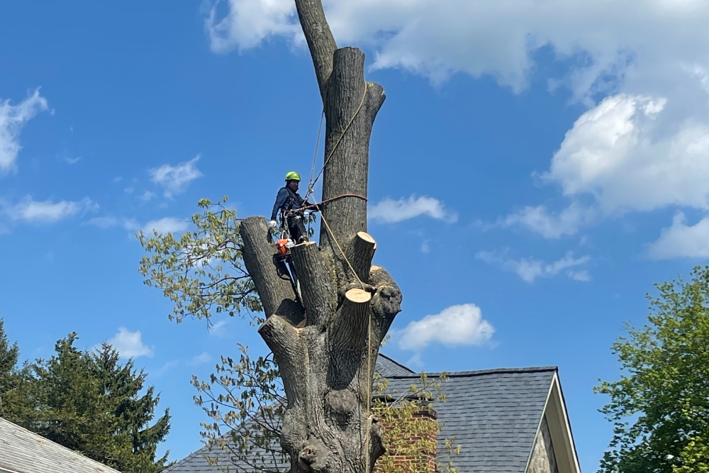 A team member from Absolute Tree removes a tree in Alexandria, VA.