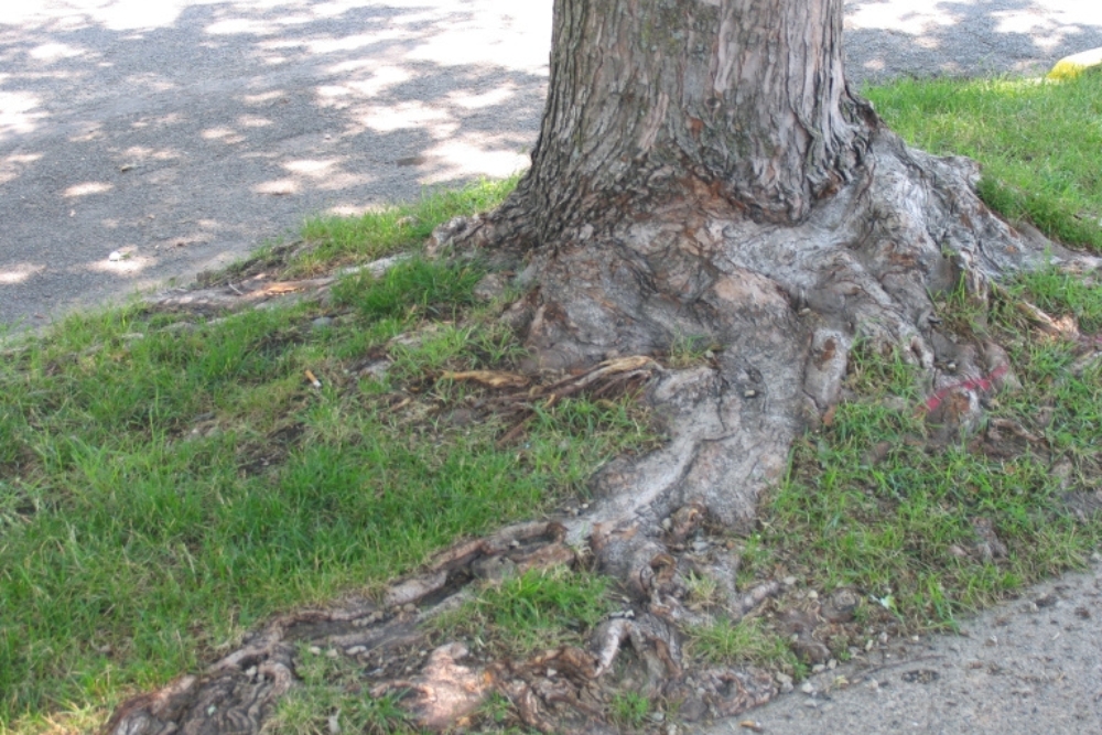 A street tree demonstrating the signs of exposed roots.