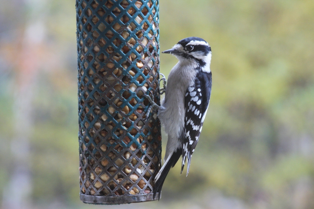 The Virginian native downy woodpecker.