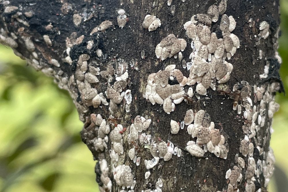 close-up of the eggs and adult CMBS