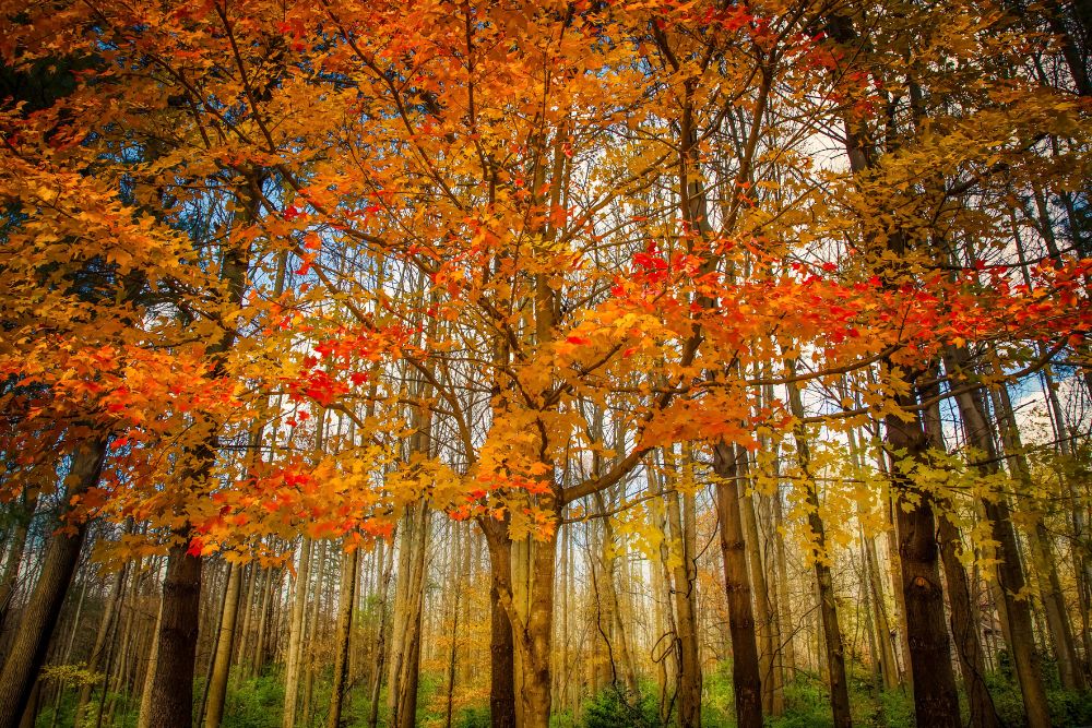 A forest near Fairfax Station, VA, showing off its beautiful fall color.