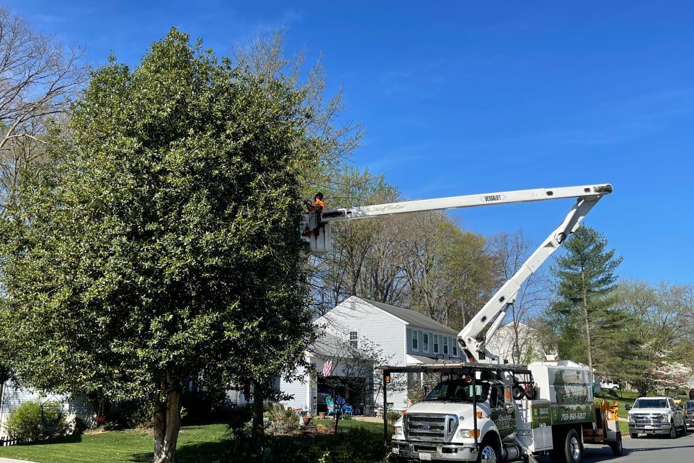 A member of the Absolute Tree team pruning a tree with the aid of a bucket truck in Arlington, VA.