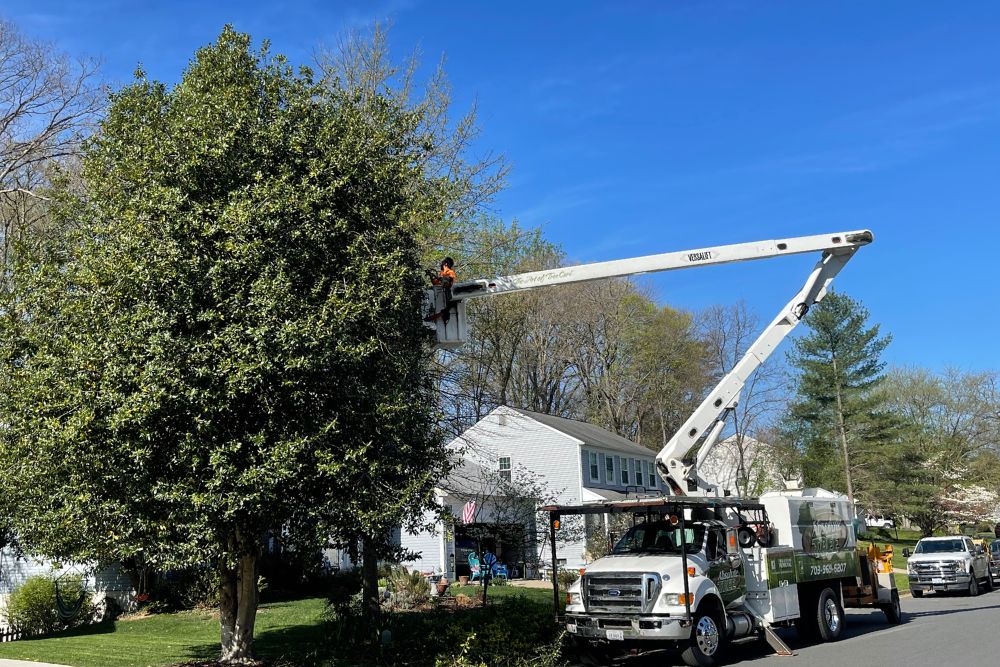 The team at Absolute Tree uses a bucket truck to trim a tree in Fairfax Station, VA.
