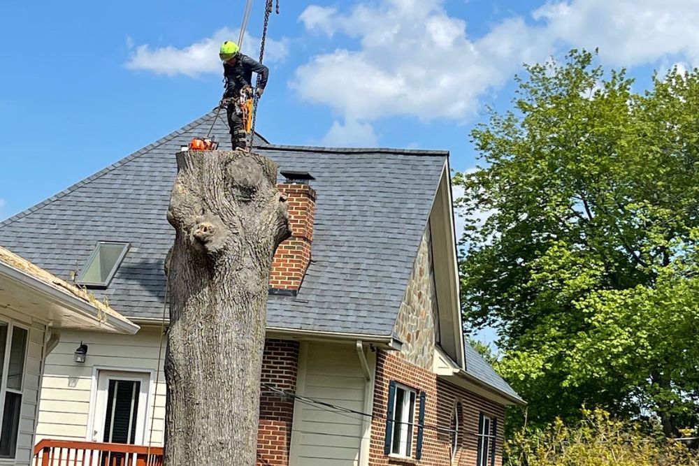 A climber from Absolute Tree performing HOA tree removal in Burke, VA.