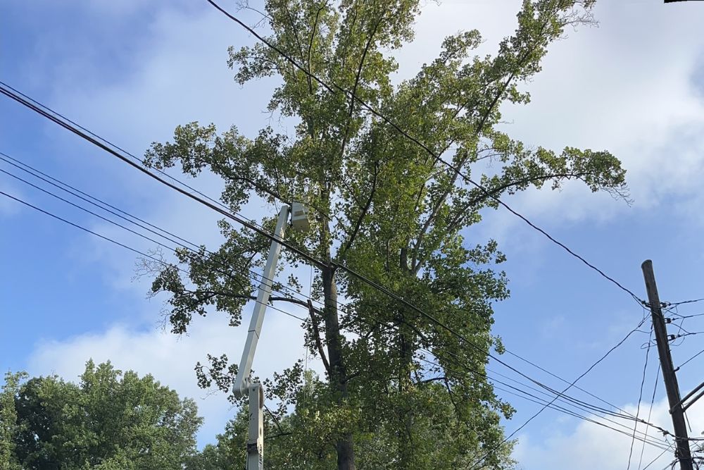 Absolute Tree using a bucket truck to remove a tree near power lines in Alexandria, VA.