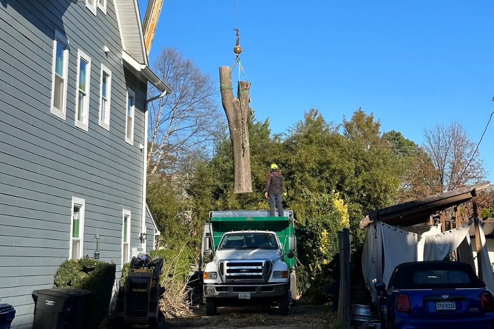 The Absolute Tree crane lowers a log into a truck during tree removal in Arlington, VA.