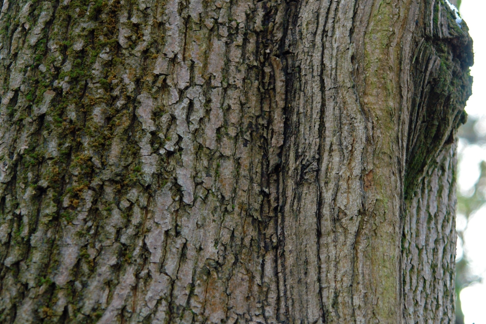 A tree trunk showing bark damage from frost cracks in previous winters.