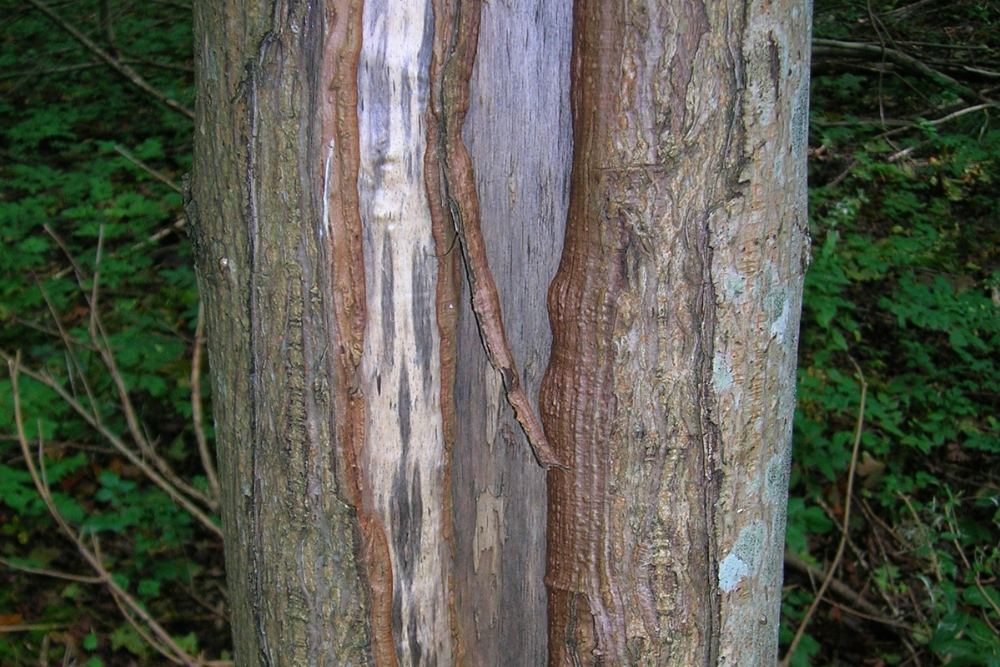 A close-up shot of severe frost crack damage on a tree trunk showing vertical splits in the bark exposing the inner wood.