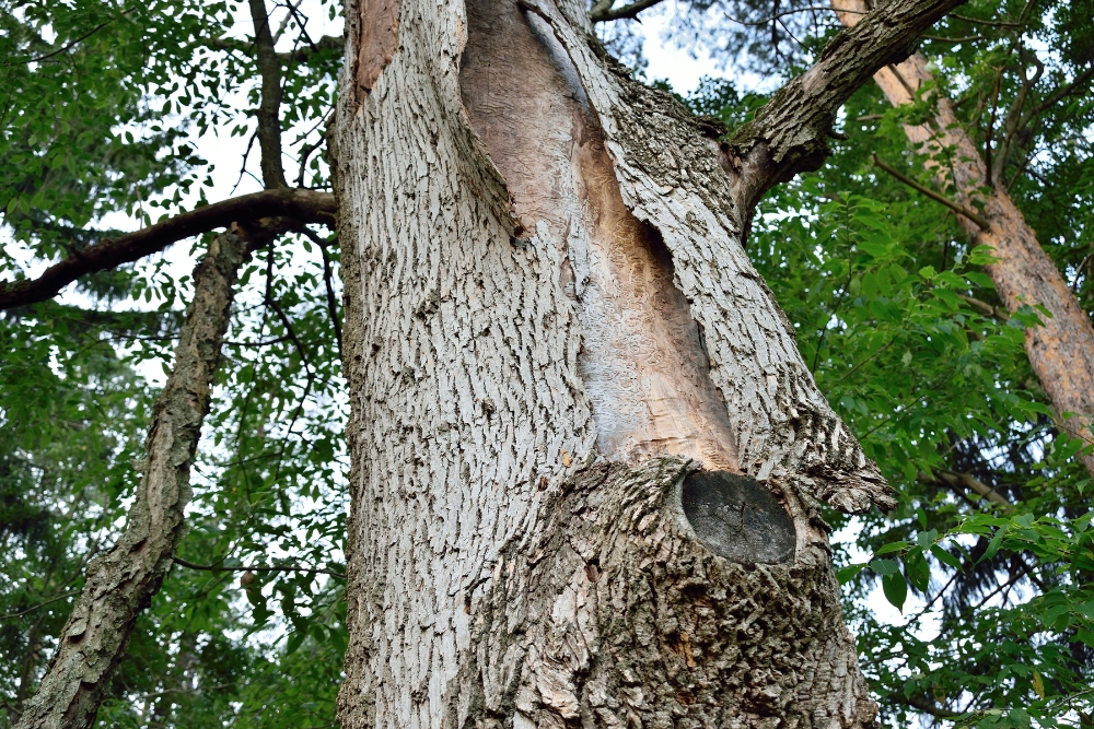 A large area of exposed inner bark with emerald ash borer damage underneath, demonstrating a dying tree.