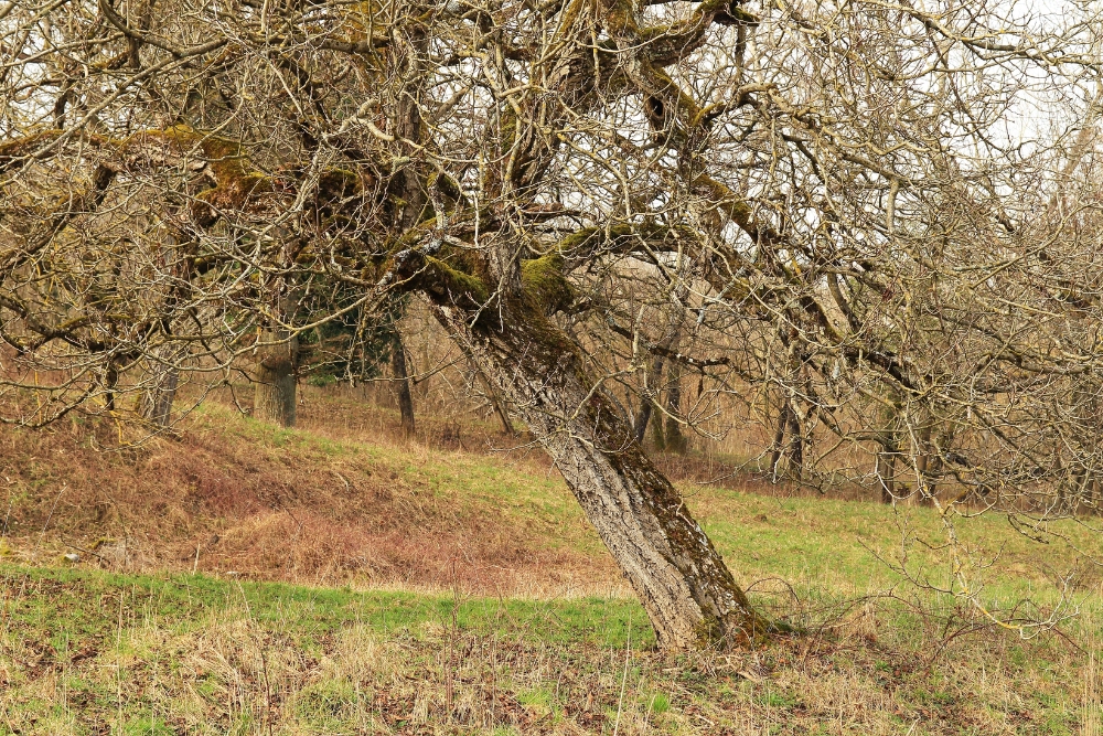A severely leaning dormant tree in Northern Virginia showing dangerous angle that threatens property and safety.