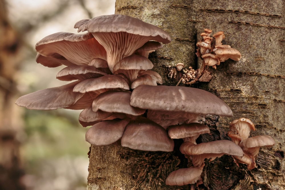 Large bracket fungi and shelf mushrooms growing on a tree trunk, indicating advanced wood decay and structural compromise.