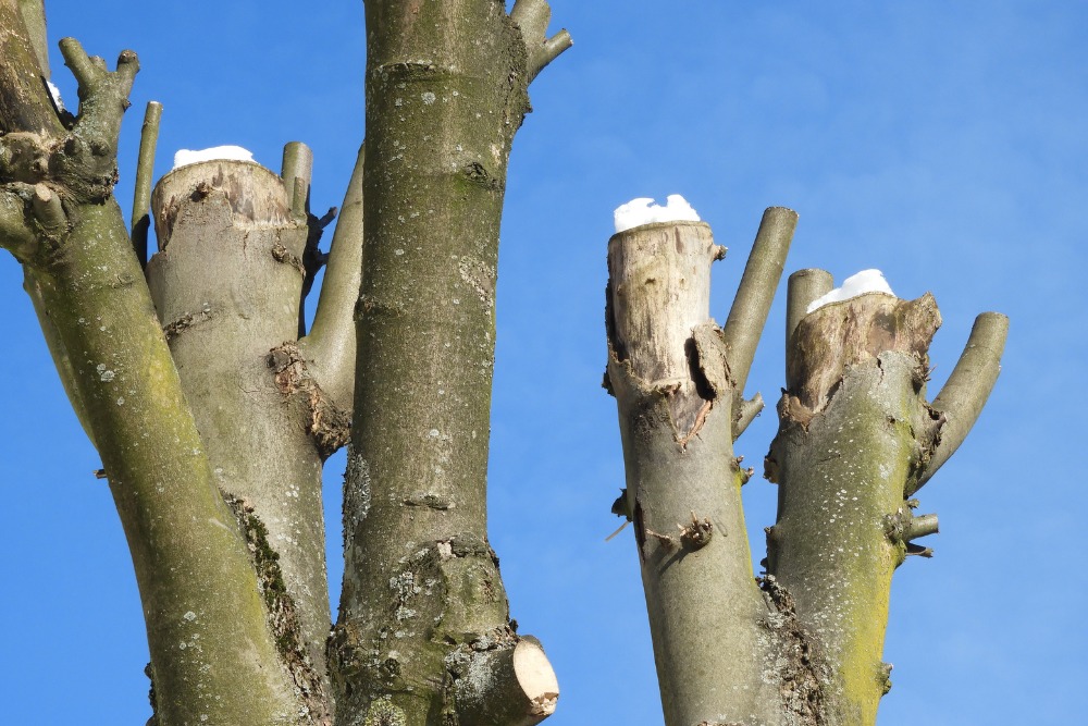 Before and after images showing the damaging effects of improper tree topping on ornamental trees in Northern Virginia.
