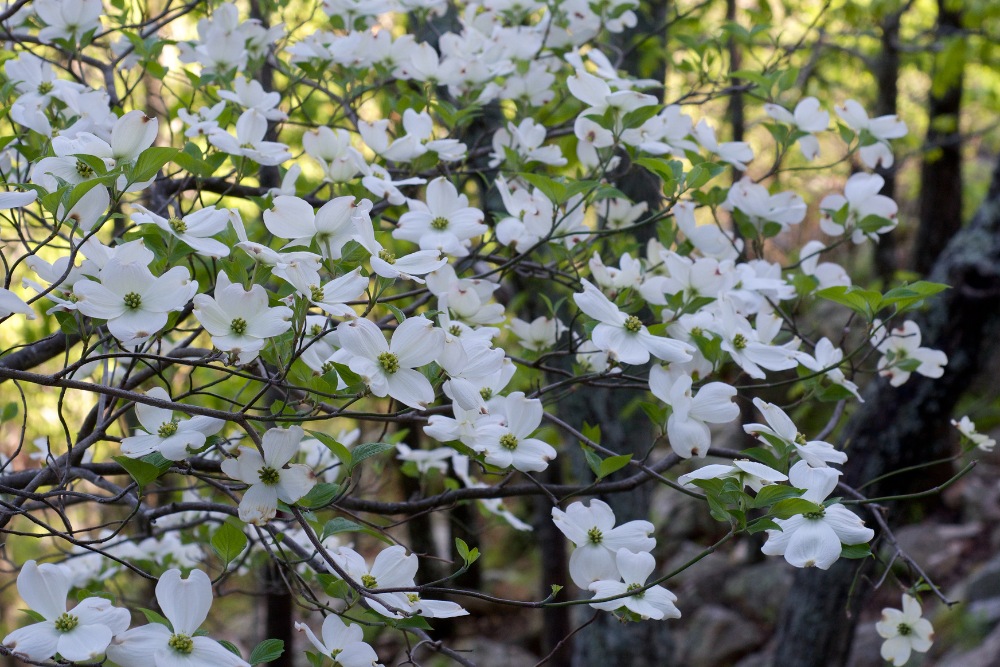 A flowering dogwood’s flowers in a forest in Fairfax Station, VA.