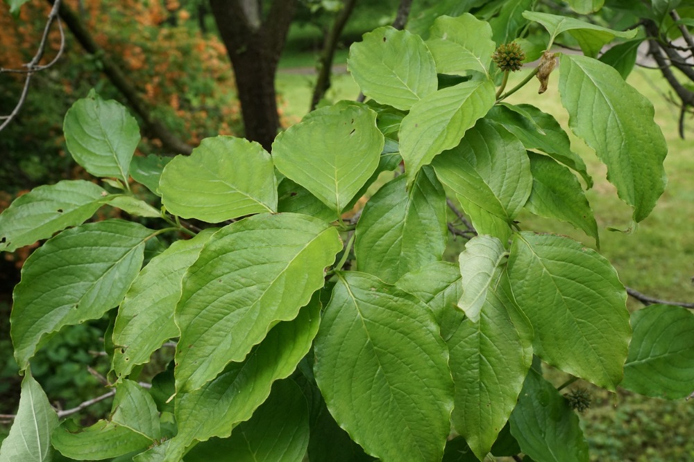 The green leaves of a healthy flowering dogwood tree.