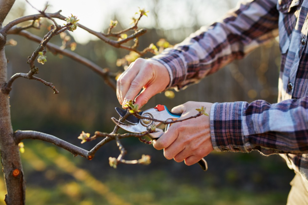 A homeowner pruning a young flowering dogwood tree in a yard in Arlington, VA.