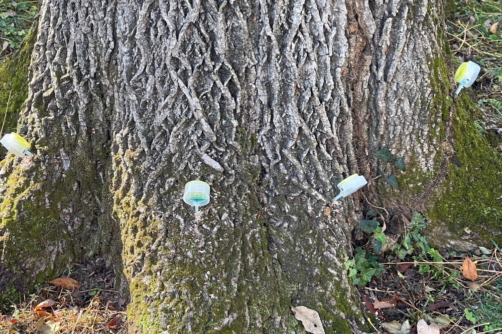 The trunk of a tree being injected with fungicides in Burke, VA.