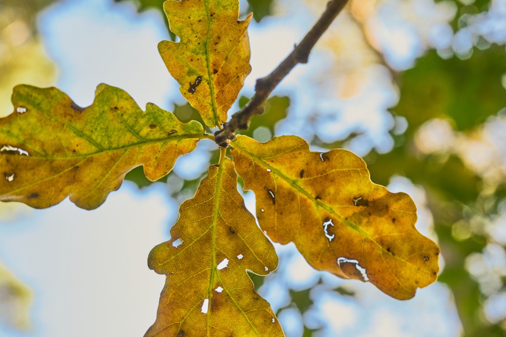 Damaged and discolored oak leaves in a yard in McLean, VA.