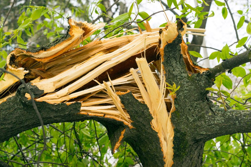 A tree with a split trunk after extensive wind damage in Fairfax Station, VA.