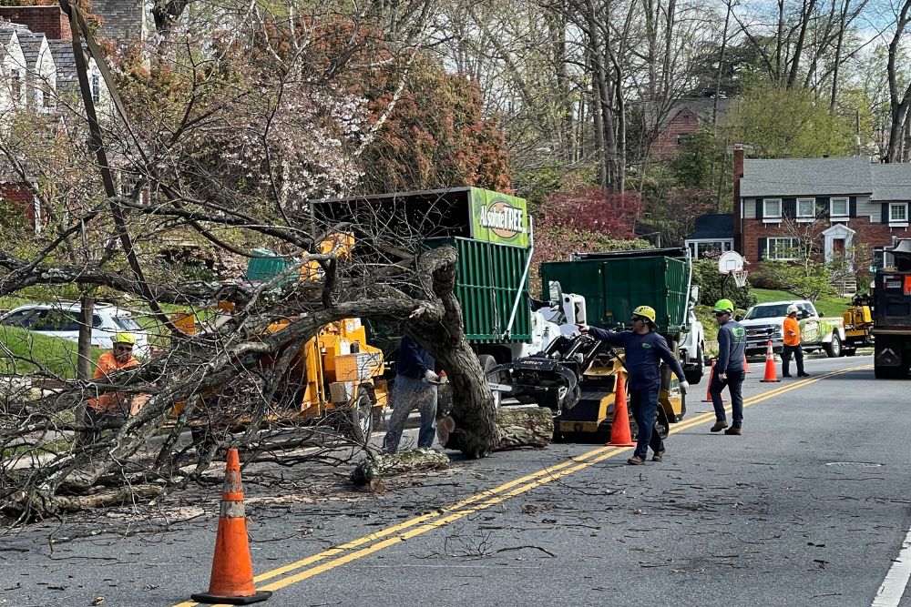 The Absolute Tree team using their wood chipper for tree debris removal in Fairfax, VA.