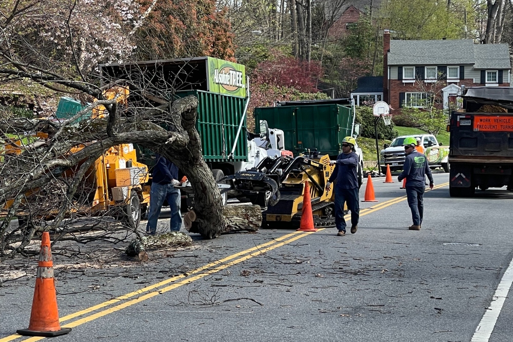 A professional tree service crew with equipment performing emergency storm cleanup on a residential street.
