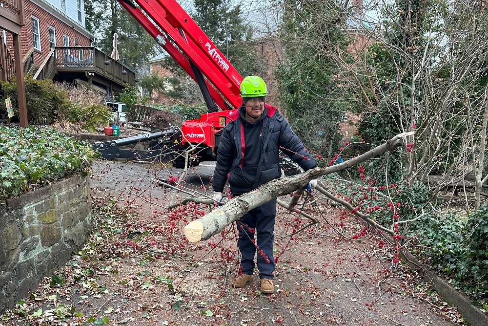 An Absolute Tree Service arborist in safety gear performing professional tree work in a residential neighborhood with specialized equipment.