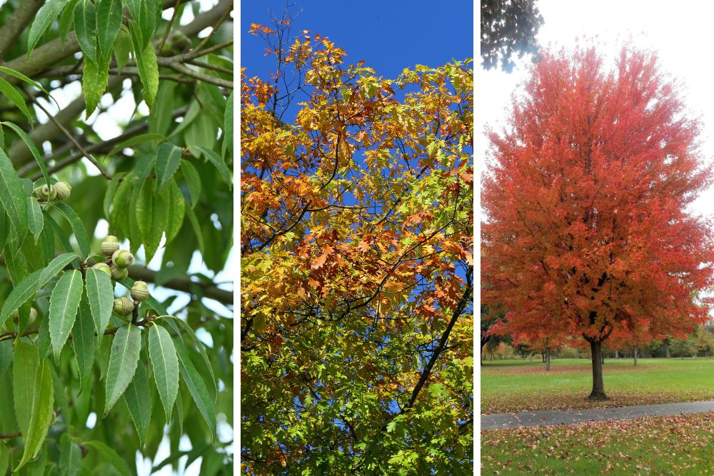 A three-panel image showing a white oak branch with developing acorns on the left, a northern red oak canopy with green and orange fall leaves in the center, and a brilliant red-orange mature red maple in a park on the right.