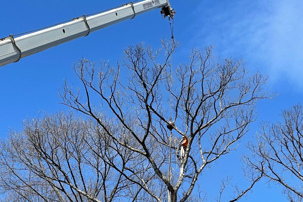 A professional arborist works from a white crane boom lift to prune the upper branches of a large bare tree against a clear blue sky.