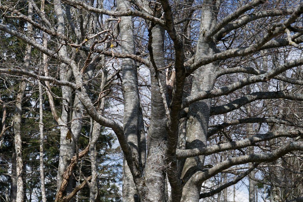 A forest scene showing multiple bare deciduous trees with gray bark and intricate branch patterns against a winter sky.