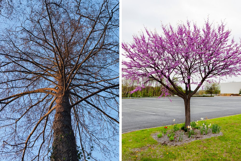 A bare oak tree with intricate branching structure is shown next to a redbud tree in full pink bloom during early spring.