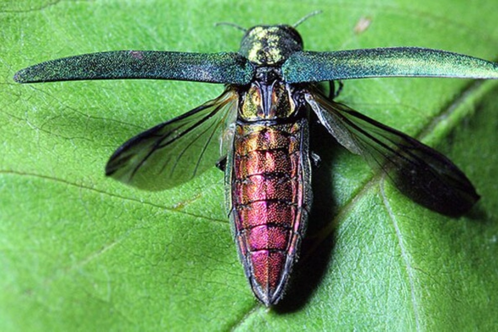 An adult emerald ash borer beetle with a metallic green head and wings and a bronze-colored body sits on a green leaf with wings spread.